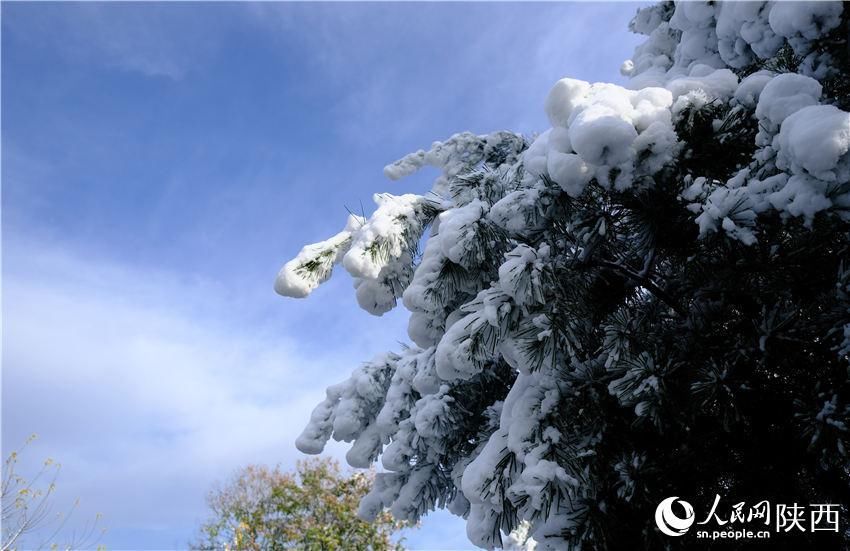 初雪|古城西安迎初雪