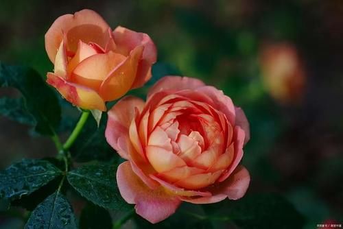 月季花在花期能够开出漂亮的花，需要满足4个条件，缺1条都不行