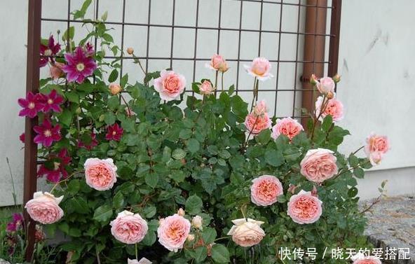 停滞|月季生长停滞不发新芽咋办?一招教你打破月季僵苗,快速恢复生长