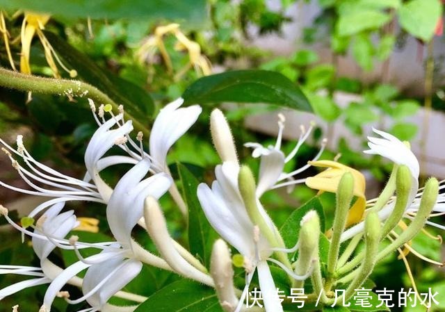 人养花,花亦养人!8种能“吃”的花,漂亮又美味,建议养一盆!