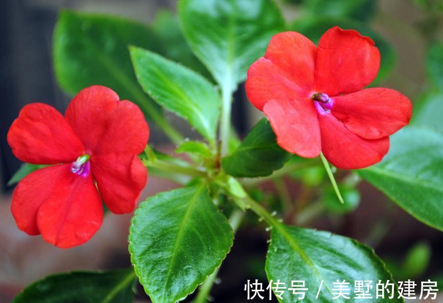 养花试试这几款,叶片如同彩云一般,四季长青