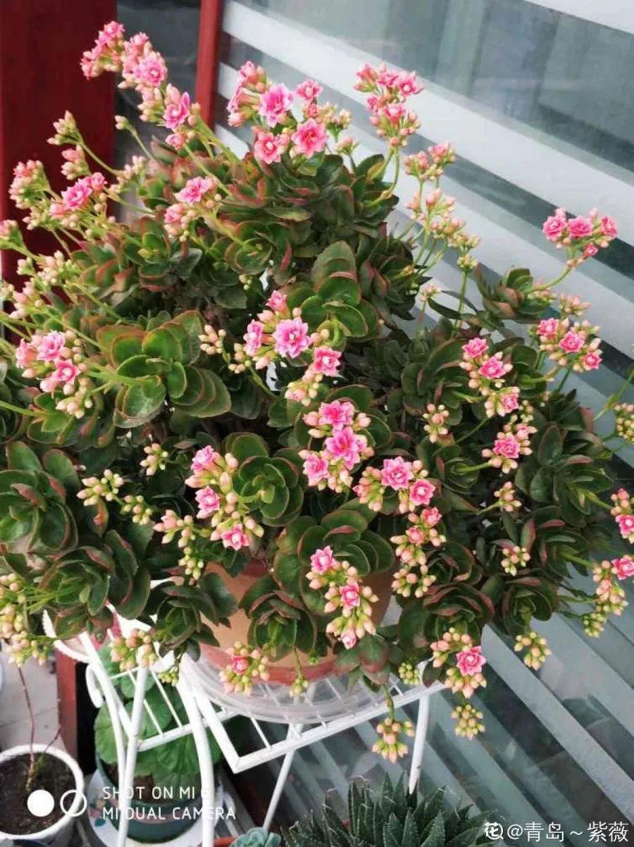 1米8的长寿老桩，狠心砍光了，半月重新长一堆！