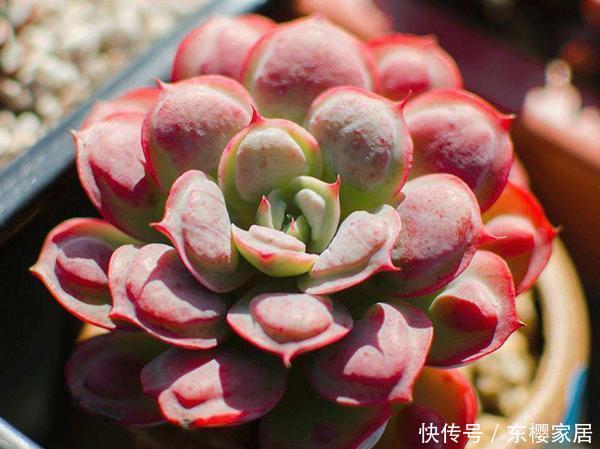 正确|天越来越冷,多肉应该如何正确浇水?几招好方法,易上手、好操作