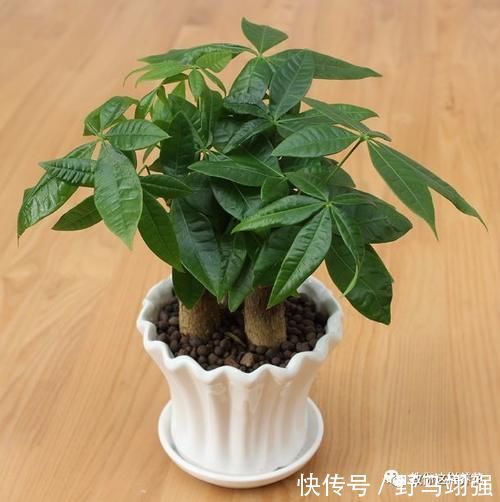 金钱树|太省心的花,1个月浇一次就行,叶子长的还超旺盛!