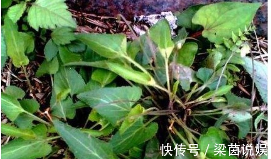 犁头草|以下这种常见的野草,能清热解毒,凉血消肿,清肝明目,你认识吗