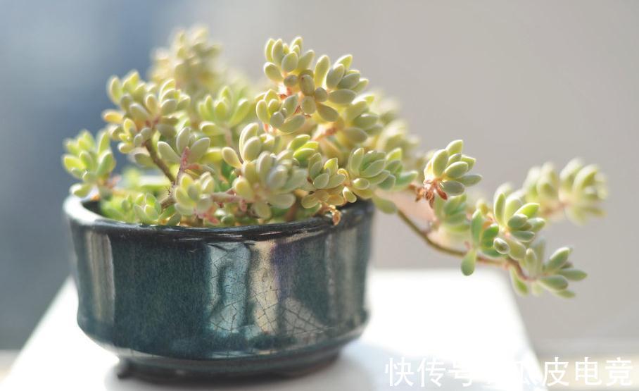 多肉植物服盆期出现气根不要怕,找准原因让多肉服盆