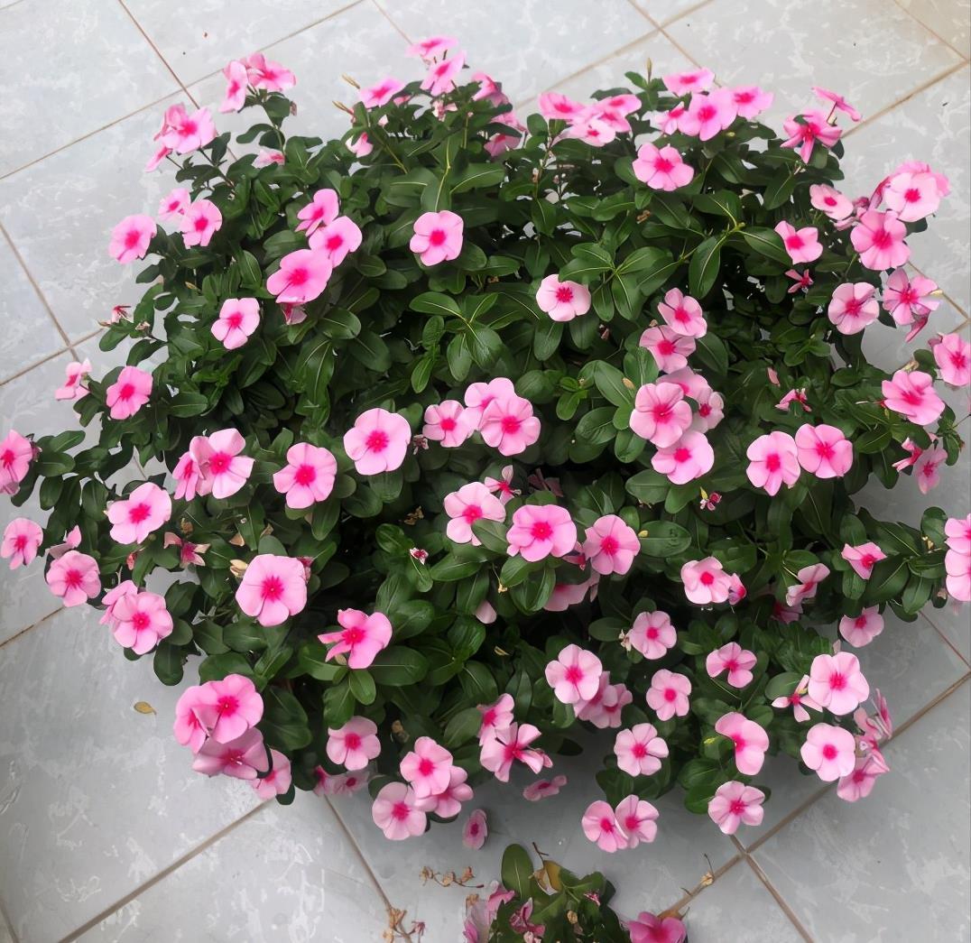 温度|冬天养盆“小泼辣”花,只要温度撑得住,365天全是花