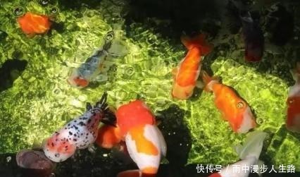 饲养|又到了室外养鱼季节,什么观赏鱼可室外养,为什么赞成室外养鱼