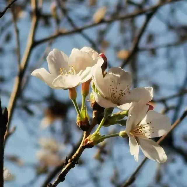 花满东大，灼灼其华！