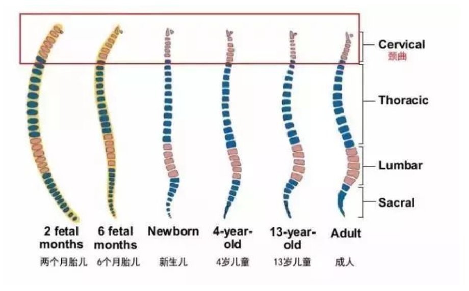 受伤|脊柱是身体的“生命线”，家长经常做这4种事，宝宝“狠”受伤