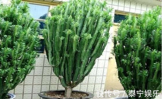 常见的2种花，夏天多“切几刀”，才能呼呼冒“新芽”，翻倍的长