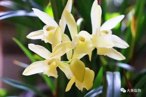 看看小编的兰花