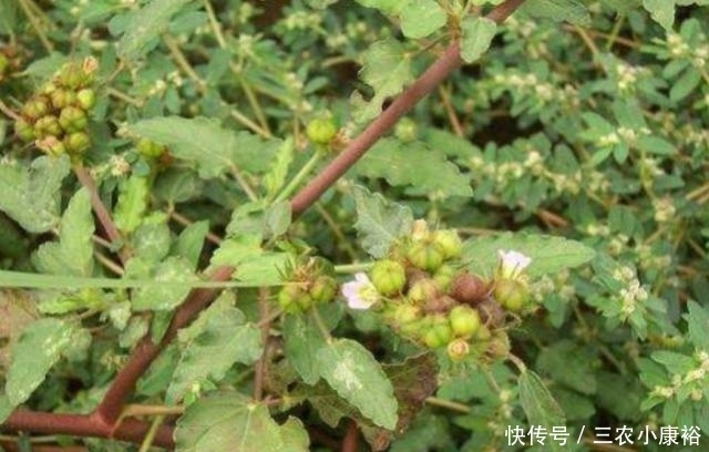 专治|玉米地里长了一种天然“皮炎平”,专治各种皮肤病,遇到请珍惜!