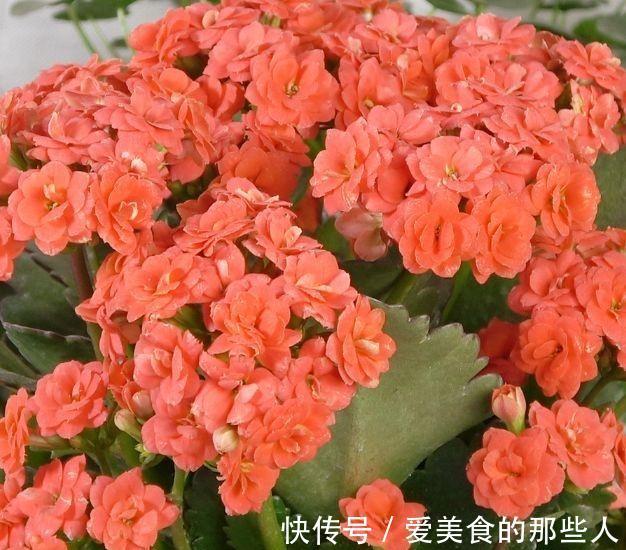 农历十月初三立冬后，养什么花？以下3种花，吉庆有余合家幸福
