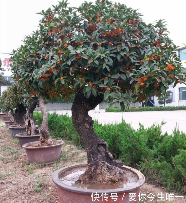 花盆|桂花盆景怎么养?教你“4法”,香味“飘香十里”,开花长满枝头