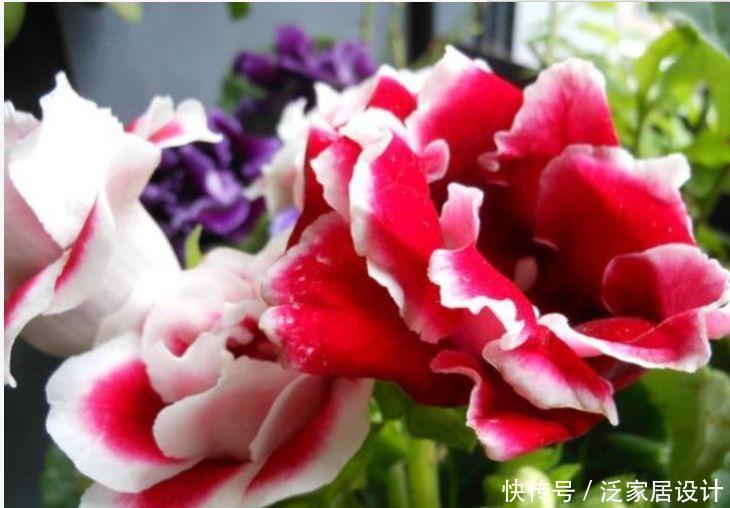 4种“开花小能手”，花朵硕大、花期长，美不胜收，你养了吗