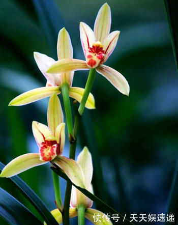 兰花们|秋养兰花相对简单,避开几个雷区,不烂根还会抽新枝