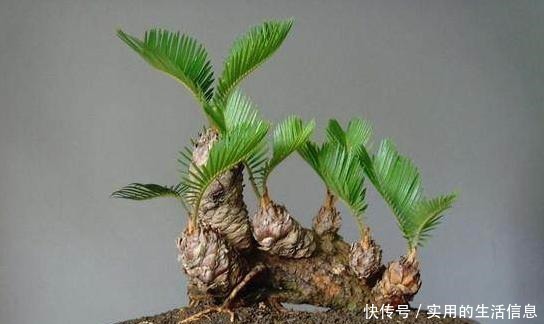 富贵人家爱摆“6种花”,不仅外形美,还越养越值钱,再贵也要买!