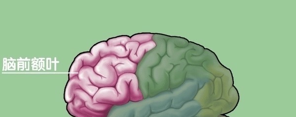 前额叶!人性“本善”还是“本恶”? 孟荀争论千年未果,今科学家给出答案