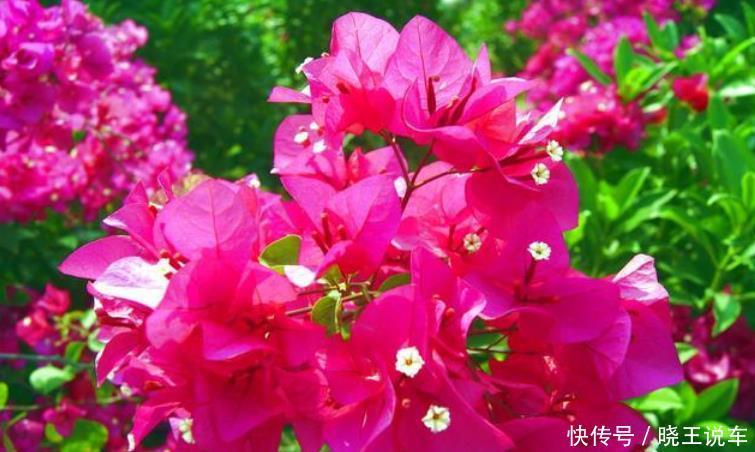 居家就养此款花卉,不闻不问,四季有花开,花香四溢飘满屋,美