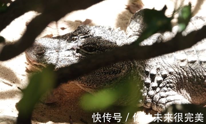 鱷魚|神奇動物在中國第二季·第5講｜神奇“土龍”：我很丑但很溫柔