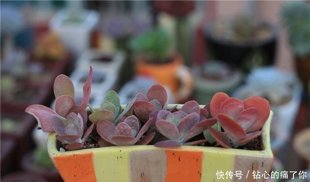 唐印，从菜到萌，从一到多！