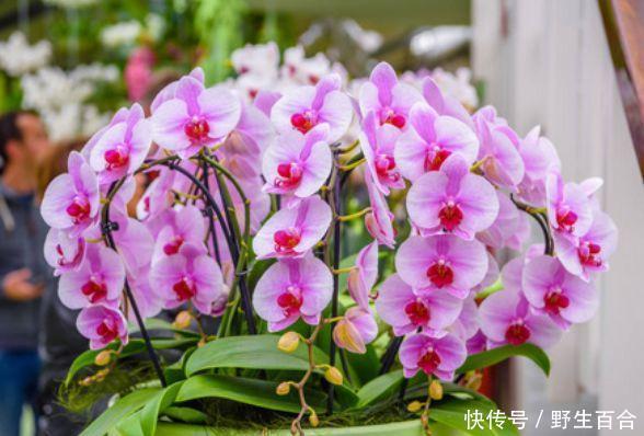 养花就养这几款,全年开花不停,四季有花开,花香四溢飘满屋