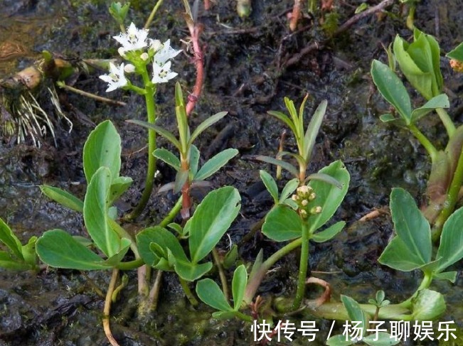 失眠|乡下一种怪草,人吃了就想睡觉,人称“醉草”,治疗失眠很管用