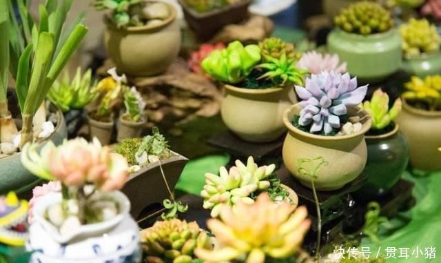 阳台上一定要种株“辣椒花”,不仅好看还好吃,比养花合适多了