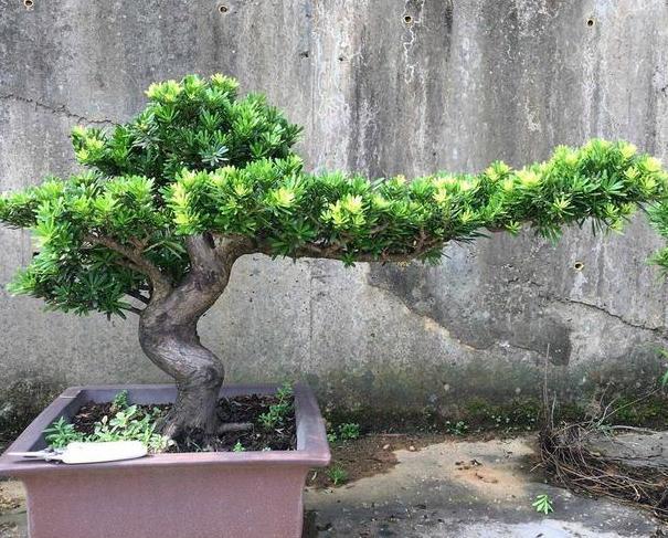 盆栽罗汉松，只需学3招，省钱又好养，新手花友涨知识了