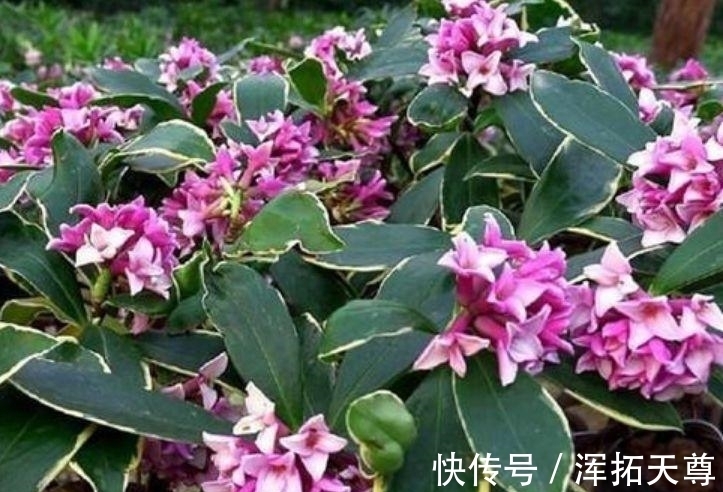 几种花,开花漂亮又好养,寓意吉祥人人爱,随便一养成花海!