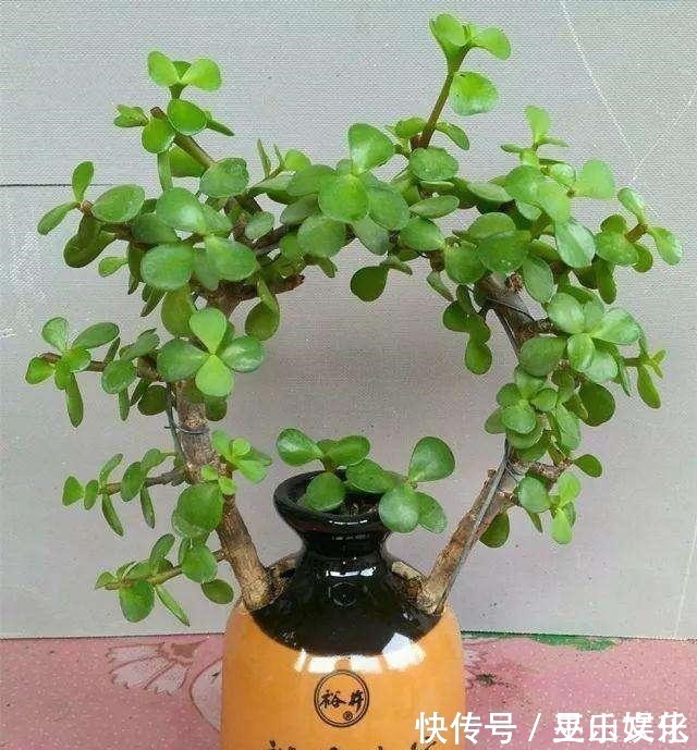 花盆别买了,家里找一找就有,不要的牛仔裤也能当花盆养花