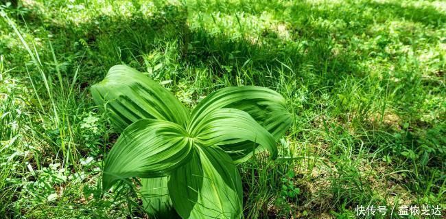 中医|有一味剧毒的中药材,在古代是家家有,和参类中药是“仇家”