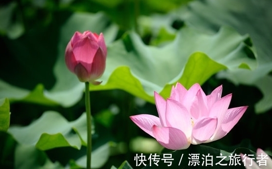 财源广|10月中旬，4属相运势转旺，桃花朵朵，财源广进，生活万事如意