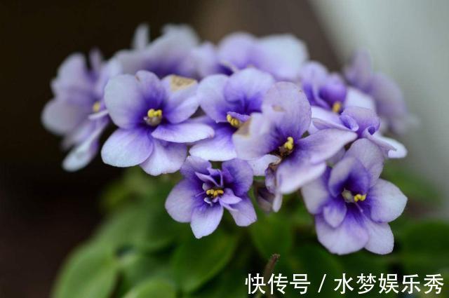 阳台|适合养在阳台的几种花卉，阳台开出花海，黄绿交辉，内敛美