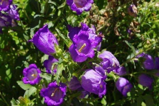 此花所代表的是对远方的祝福,象征着最温柔的爱,花朵像是小铃铛