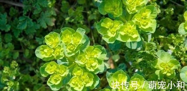 鲁西南|小时候经常见的17种植物,很熟悉却叫不上名字,现在终于知道了