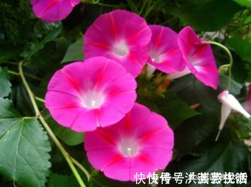 阳台|阳台变花园,就养此款花卉,花开清新高雅,花型独特又美观