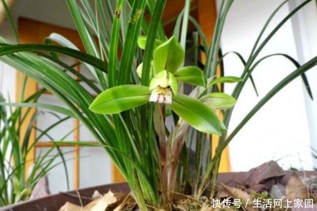 春天养兰花似韭菜该怎么办3种肥料,让它叶片肥美、开花勤!