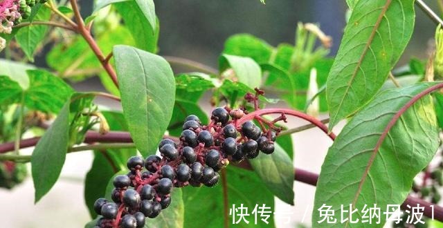 土人參|農村一稀罕野草，形似莧菜，根似人參，民間稱它為“見腫消”！