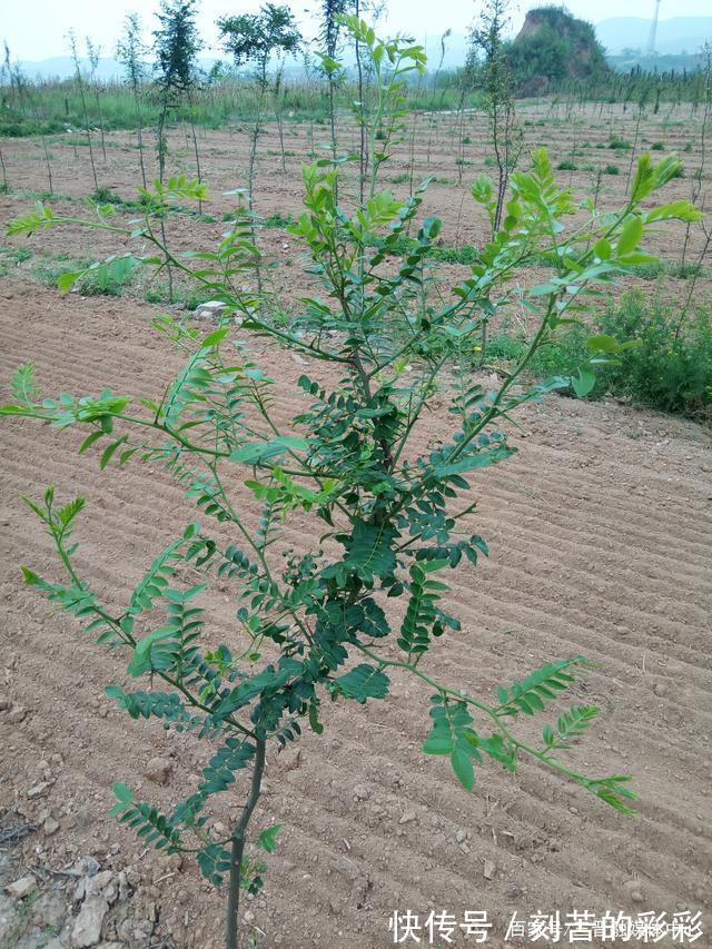 梁文君@「七律」忆老家文梁文君