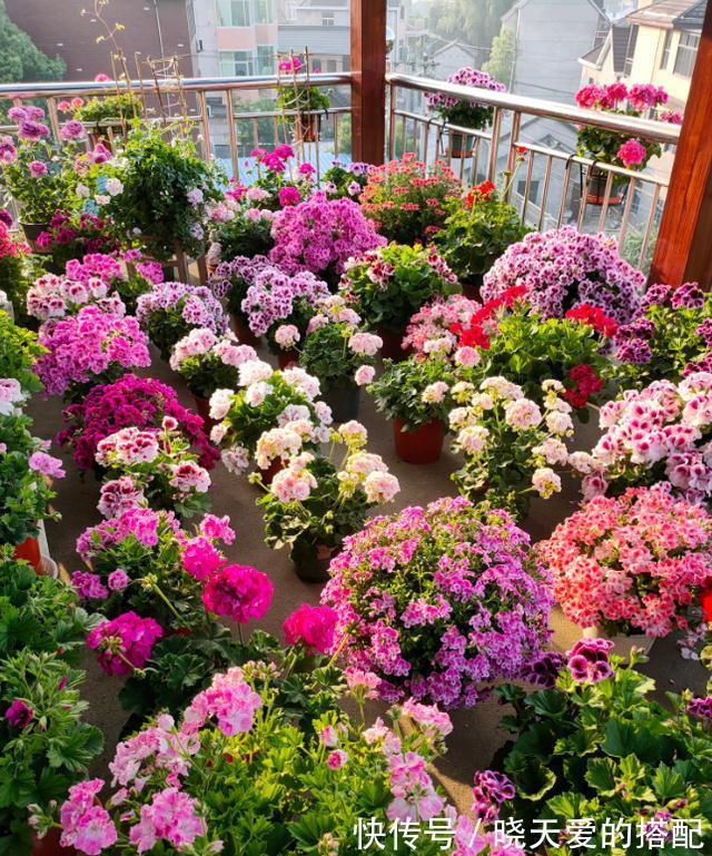 适合十月养的“14种花”,成活率高,能早日开花,喜欢别错过