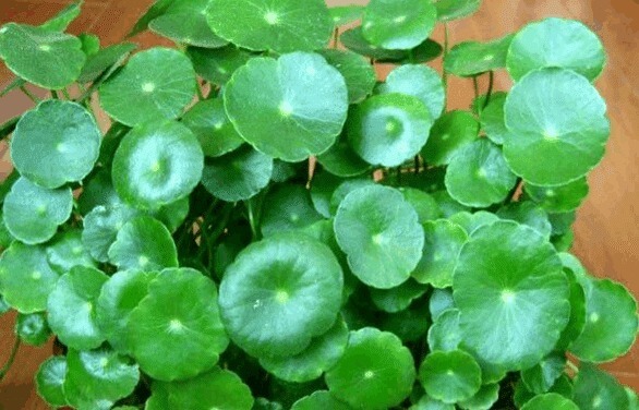 养花难如下3种植物,好养又好看,家中随便养一盆,5年不死花