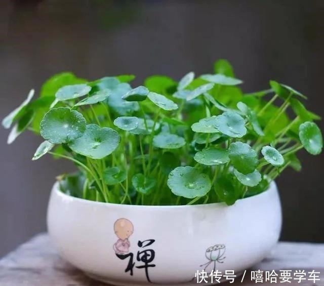 适合过年购买的8种招财植物,好看又吉祥!