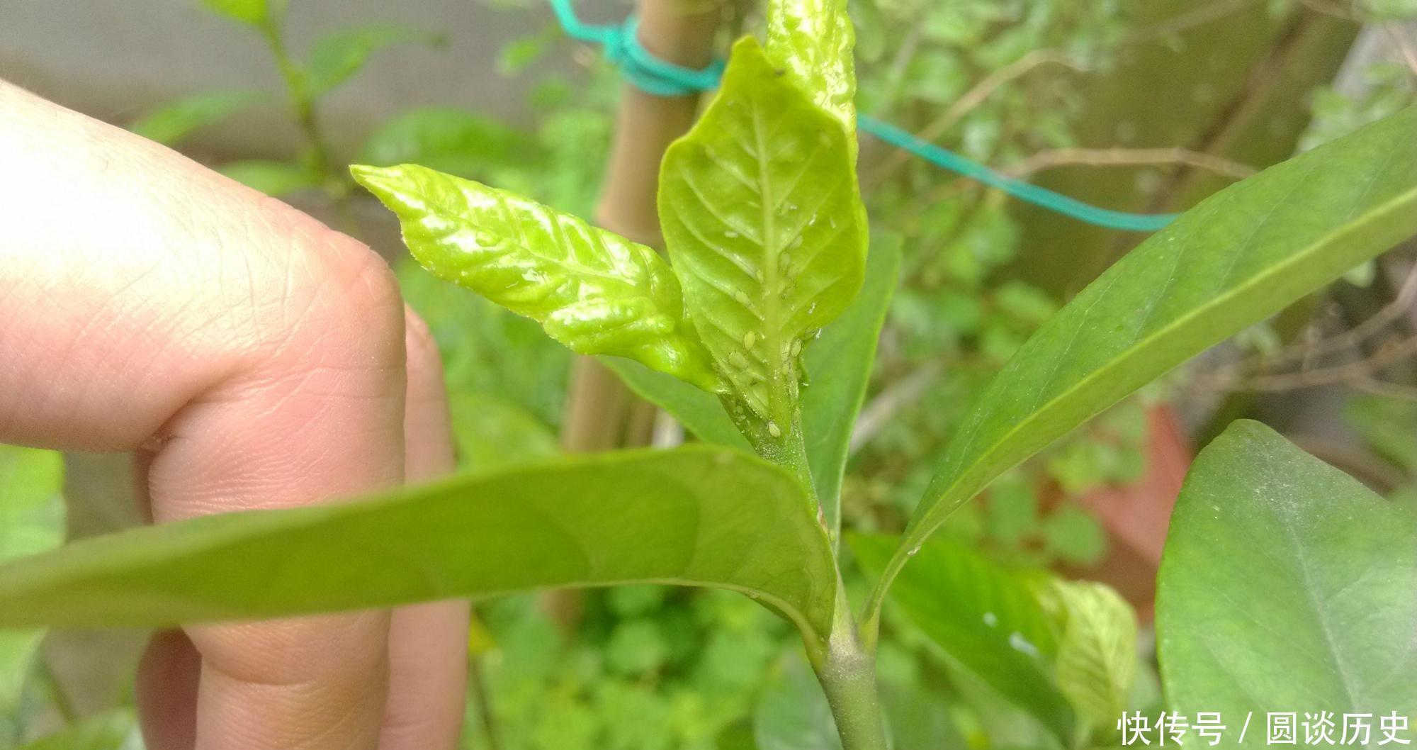 花养成光杆,是什么原因造成的,如何补救?