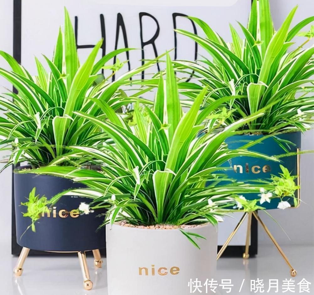 冷天养这8种花,有钱也要穷着养,断粮、少水更抗冻