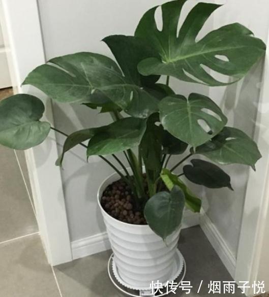 养了3年的龟背竹,冬天也给“浇点肥”,蹭蹭冒出4片新叶子