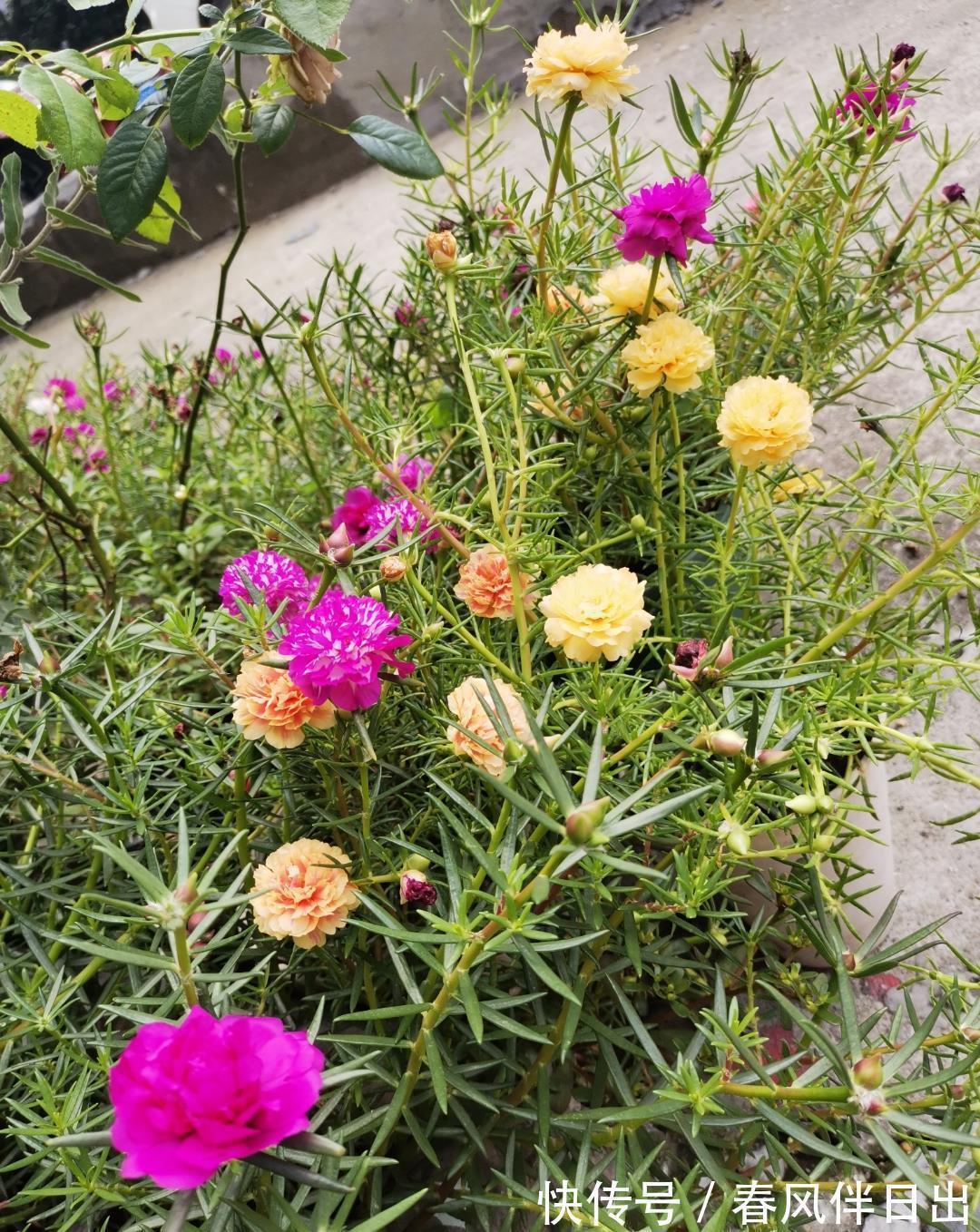 这四种花是“旱鸭子”,叶片干焦也别急着浇水,旱养才能顺利开花