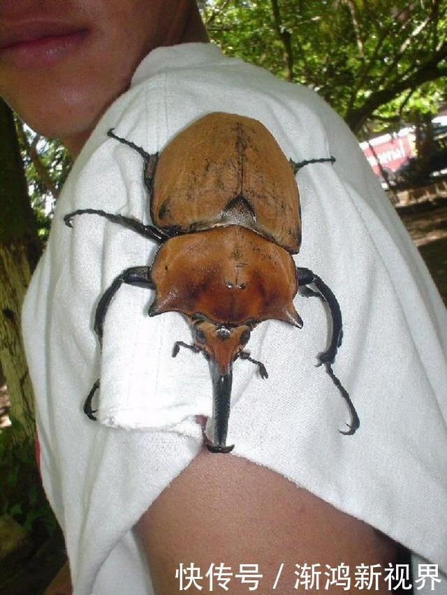 24张“活久见”生物照,仿佛来自另一个星球