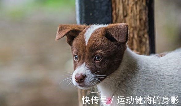 生肖|属狗人即将大喜临头，未来1个月躲不过的喜，看看是什么喜！